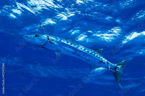 A giant barracuda up in the shallow water just below the surface. Two young bar jacks hang around the big silvery fish for protection 