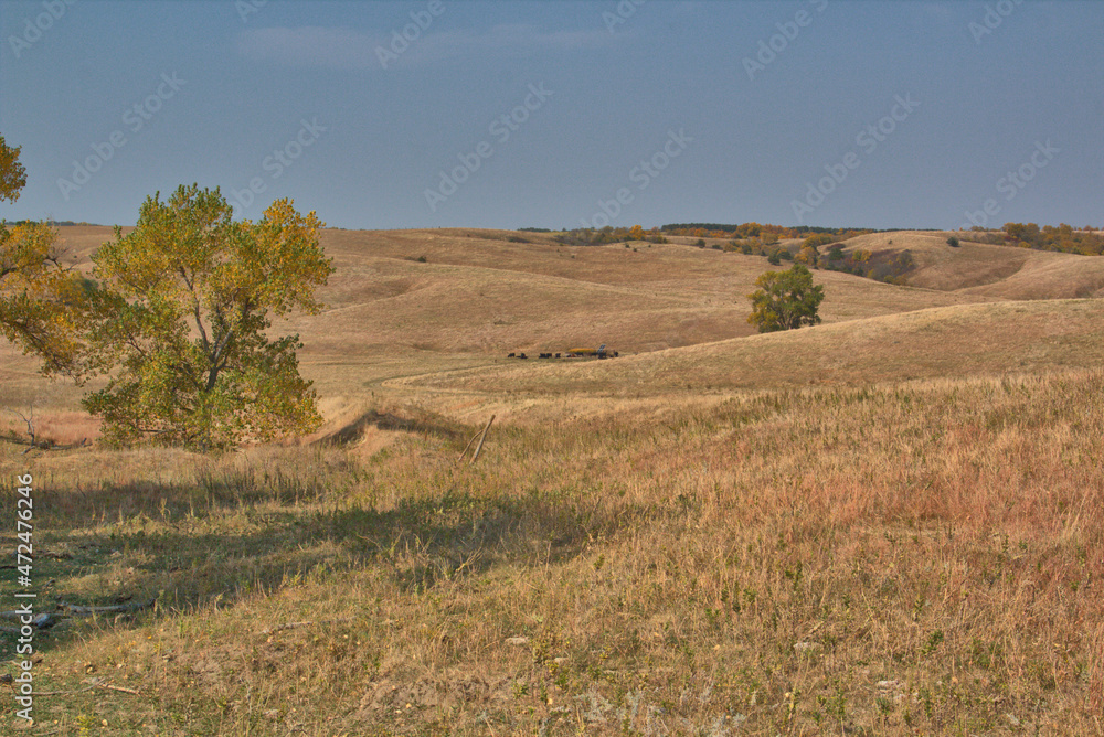 Early Fall with a herd of cattle