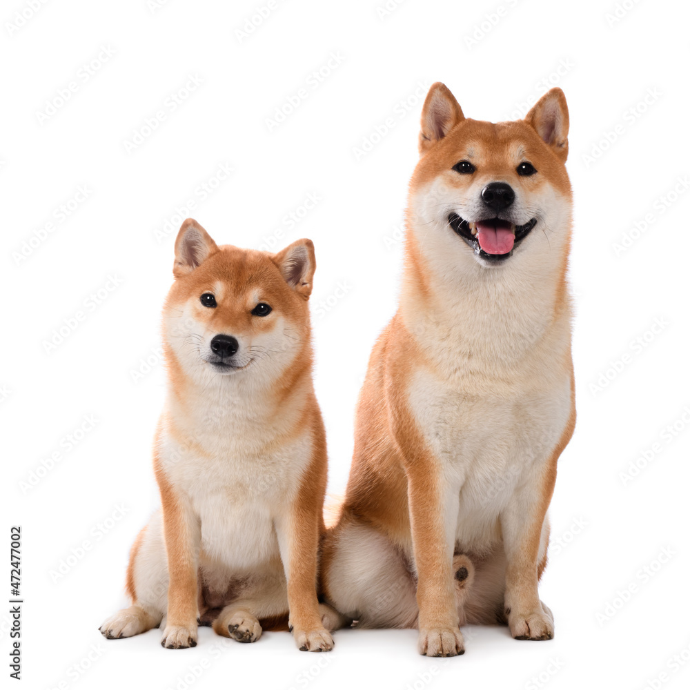 Two dogs of the shiba inu breed sitting on a white background