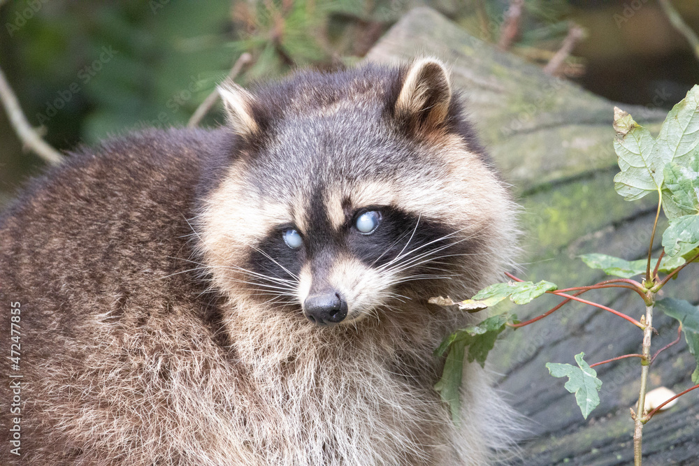 portrait of a raccoon