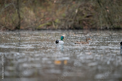 duck on the water