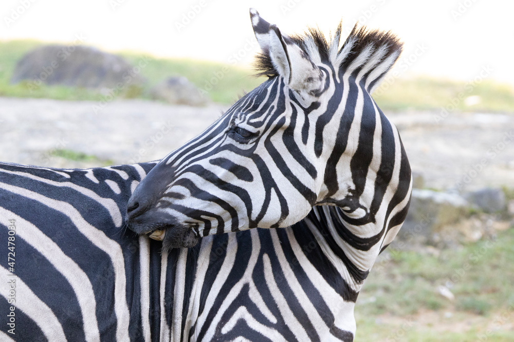 Naklejka premium zebra close up