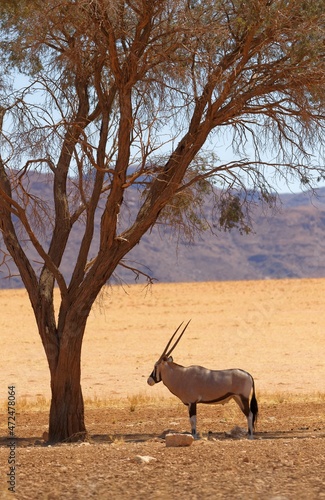 Oryx im Namib Rand Naturschutzgebiet