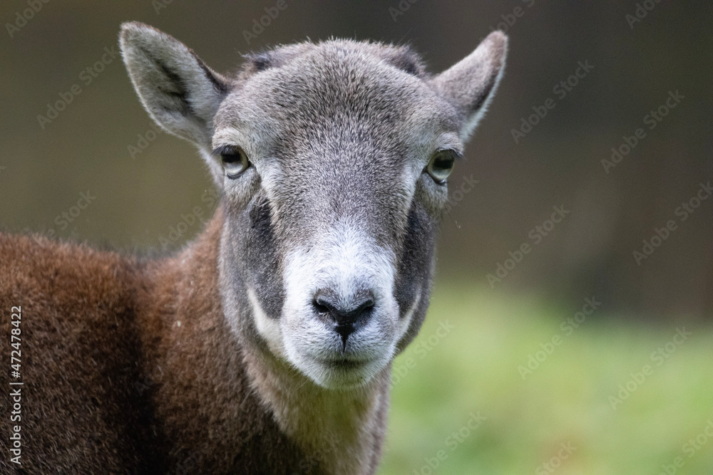 Fototapeta premium close up of a sheep