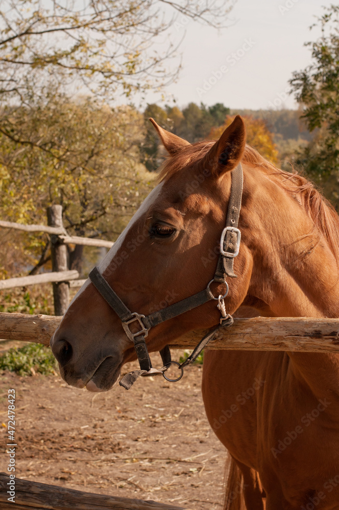 Fototapeta premium the muzzle of a red horse looks out from behind a wooden fence