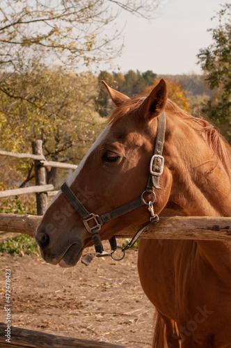 the muzzle of a red horse looks out from behind a wooden fence © Яна Скиданенко