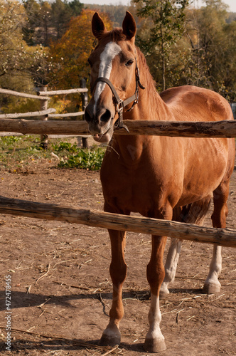 a red horse stands behind a wooden fence