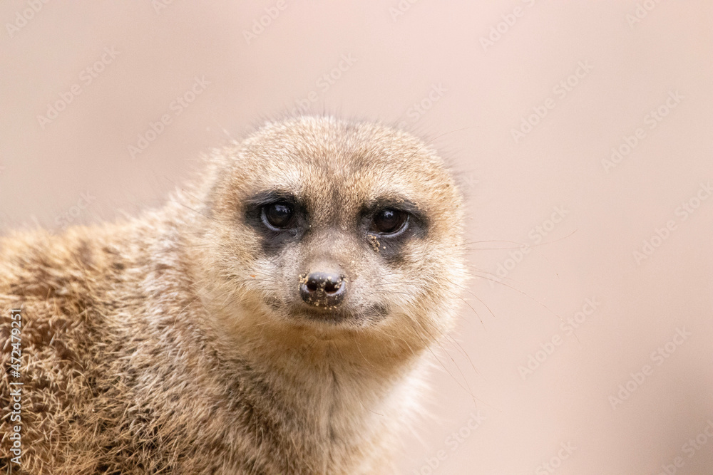 meerkat on guard meerkat on guard