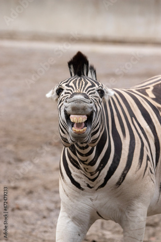 portrait of a zebra