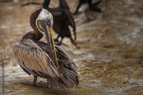 2021-12-01 A BROWN PELICAN PREENING IN LA JOLLA CALIFORNIA WITH A BLURRY BACKGROUND © Michael J Magee