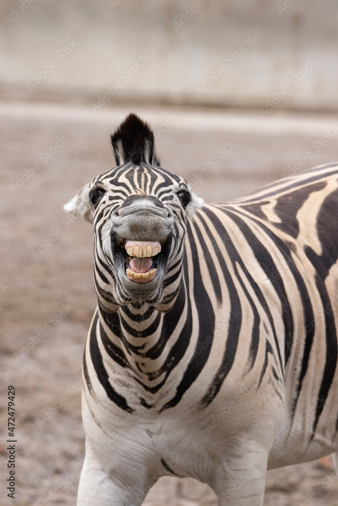 Fototapeta premium portrait of a zebra