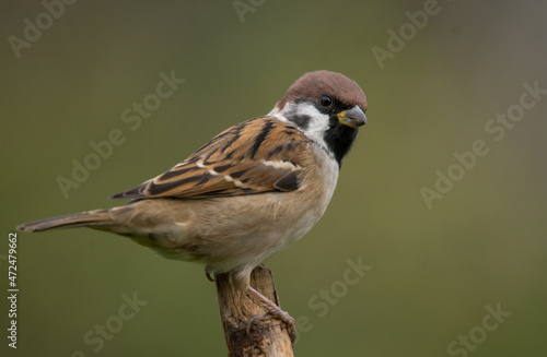 Eurasian Tree Sparrow, Burung-gereja erasia, Skovspurv, 麻雀, Feldsperling, pardal-montês, Moineau, スズメ, воробей, полевой воробей