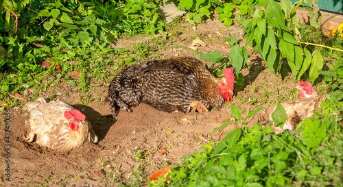 Rooster and hens are washing in ground. Bathing helps to clean feathers from grease and dirt. Topic: chicken breeding, poultry farming