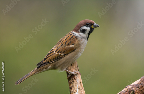 Eurasian Tree Sparrow, Burung-gereja erasia, Skovspurv, 麻雀, Feldsperling, pardal-montês, Moineau, スズメ, воробей, полевой воробей