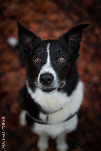 Cute border collie in the woods fall colors