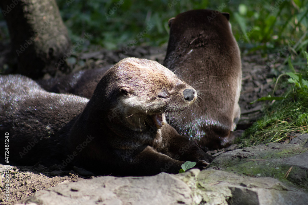 Obraz premium otter on the rock