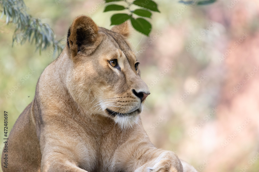 Naklejka premium lion in the grass