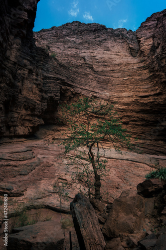 tree in the rock canyon