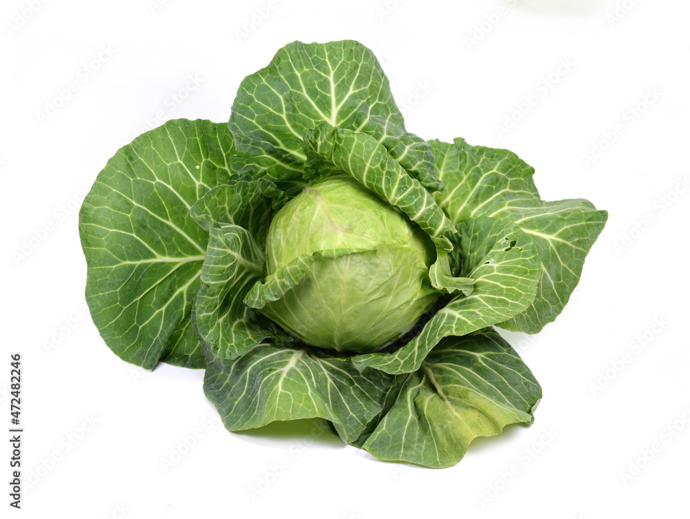 Obraz premium Cabbage isolated on white background. Fresh green cabbage.