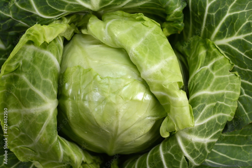 Cabbage full screan background. Fresh green cabbage. Cabbage full screan background. Fresh green cabbage.