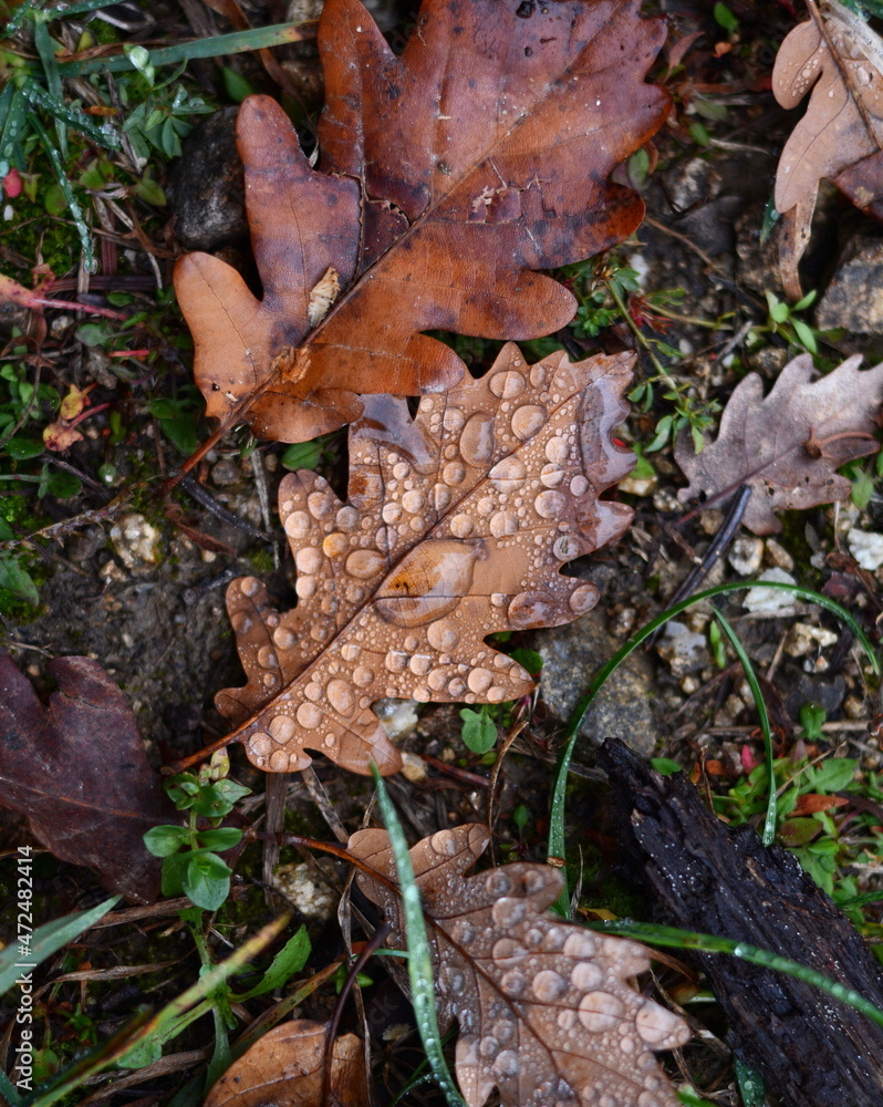 Fallen autumn leaves with raindrops on the ground. Moody background with shining drops of water on fallen brown autumn leaves of an oak tree on the ground on a november morning.