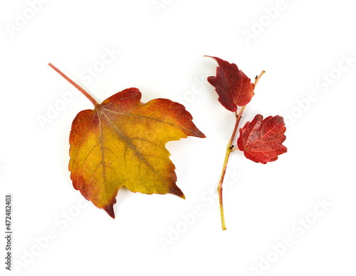 falling autumn foliage on white background  isolated colorful fall leaf. Autumn leaves as a decorative element with place for text. Autumn colored leaves isolated on white background. Leaves isolated.