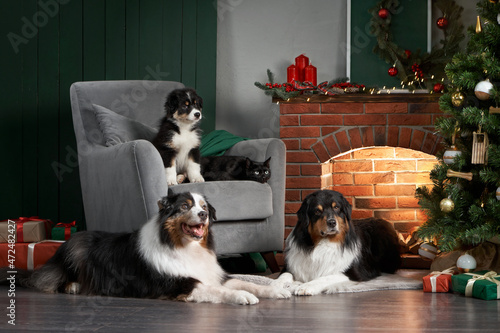 Family of dogs by the fireplace. Australian Shepherd Dogs, Puppy and black Cat In Christmas Decorations