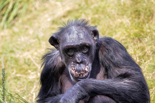 portrait of a chimp