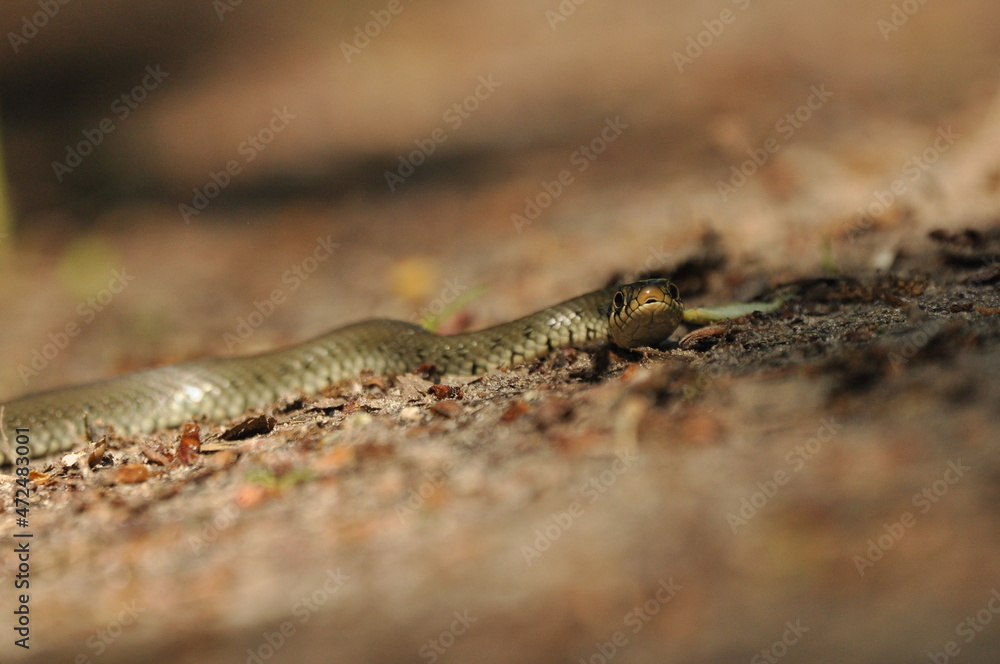 Grass snake. A non-poisonous snake that lives in Europe. Yellow spots on the back of the head are a hallmark. Grass snake. A non-poisonous snake that lives in Europe. Yellow spots on the back of the head are a hallmark.