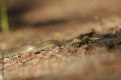 Grass snake. A non-poisonous snake that lives in Europe. Yellow spots on the back of the head are a hallmark.