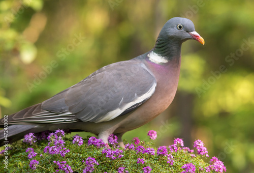 Вяхирь, лесной голубь, Common Wood Pigeon,  斑尾林鸽,  Ringe, ltaube, Pigeon ramier,  Ringdue, 