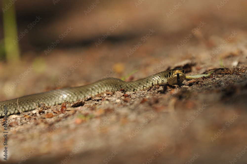 Grass snake. A non-poisonous snake that lives in Europe. Yellow spots on the back of the head are a hallmark. Grass snake. A non-poisonous snake that lives in Europe. Yellow spots on the back of the head are a hallmark.