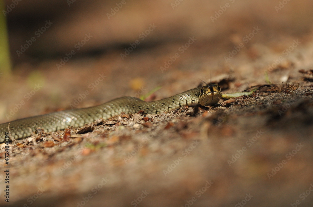 Grass snake. A non-poisonous snake that lives in Europe. Yellow spots on the back of the head are a hallmark. Grass snake. A non-poisonous snake that lives in Europe. Yellow spots on the back of the head are a hallmark.