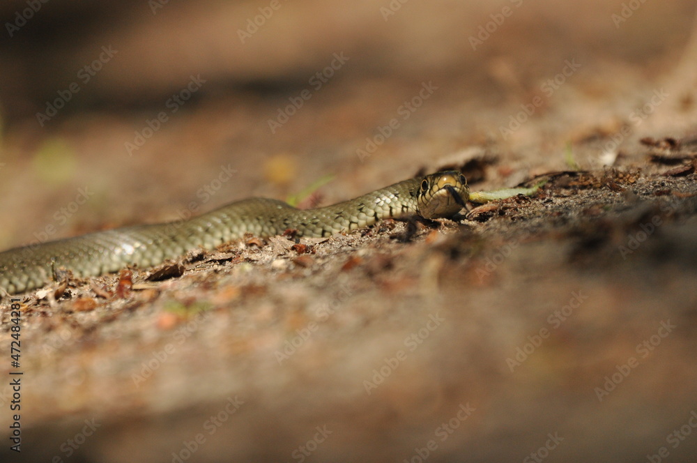 Grass snake. A non-poisonous snake that lives in Europe. Yellow spots on the back of the head are a hallmark. Grass snake. A non-poisonous snake that lives in Europe. Yellow spots on the back of the head are a hallmark.
