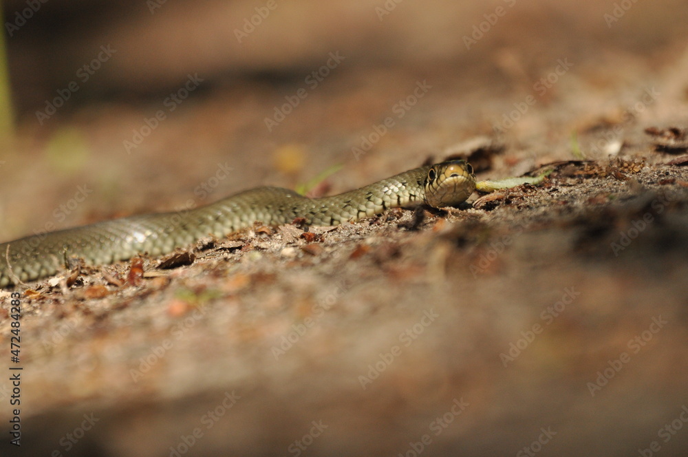 Grass snake. A non-poisonous snake that lives in Europe. Yellow spots on the back of the head are a hallmark. Grass snake. A non-poisonous snake that lives in Europe. Yellow spots on the back of the head are a hallmark.