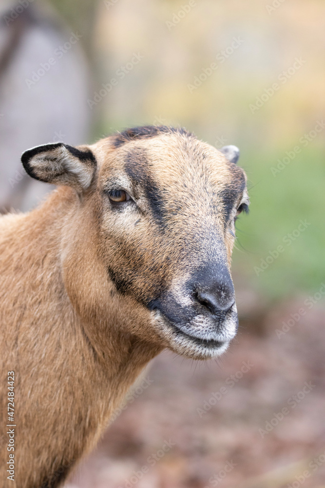 Fototapeta premium portrait of a sheep