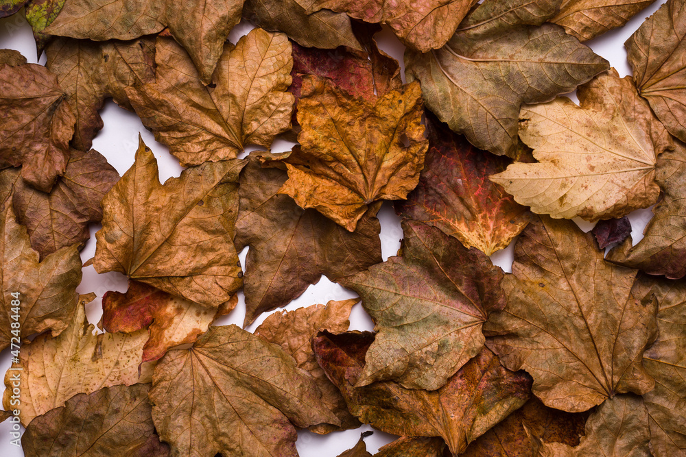 top view dry leaves background. autumn concept top view dry leaves background. autumn concept