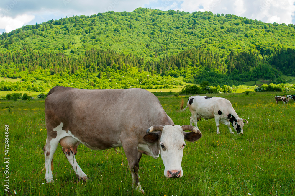 a beautiful cow on a pasture in the high mountains of a warm spring day on the background of birches