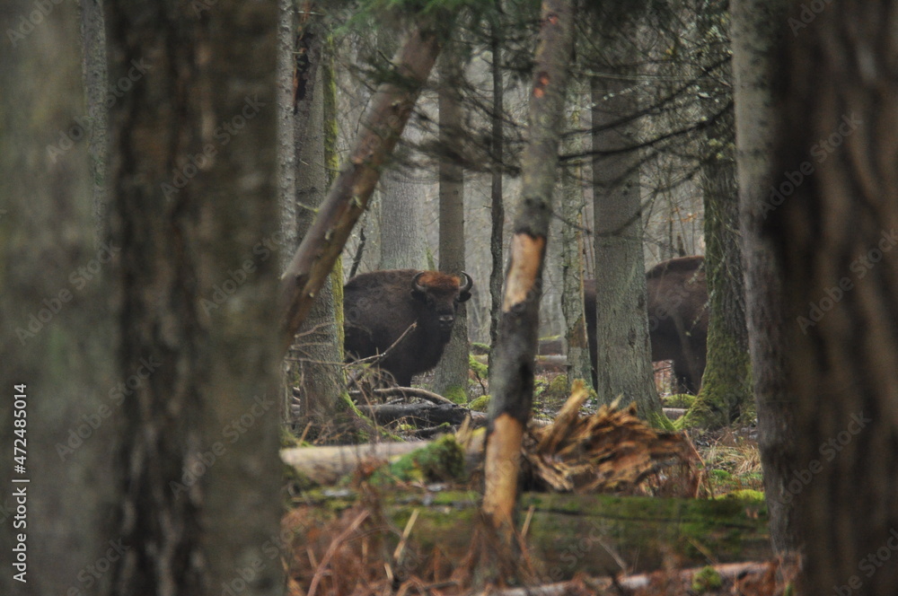European bison in the forest in the Białowieża Primeval Forest. The largest species of mammal found in Europe. Ungulates living in herds. Endangered species. European bison in the forest in the Białowieża Primeval Forest. The largest species of mammal found in Europe. Ungulates living in herds. Endangered species.
