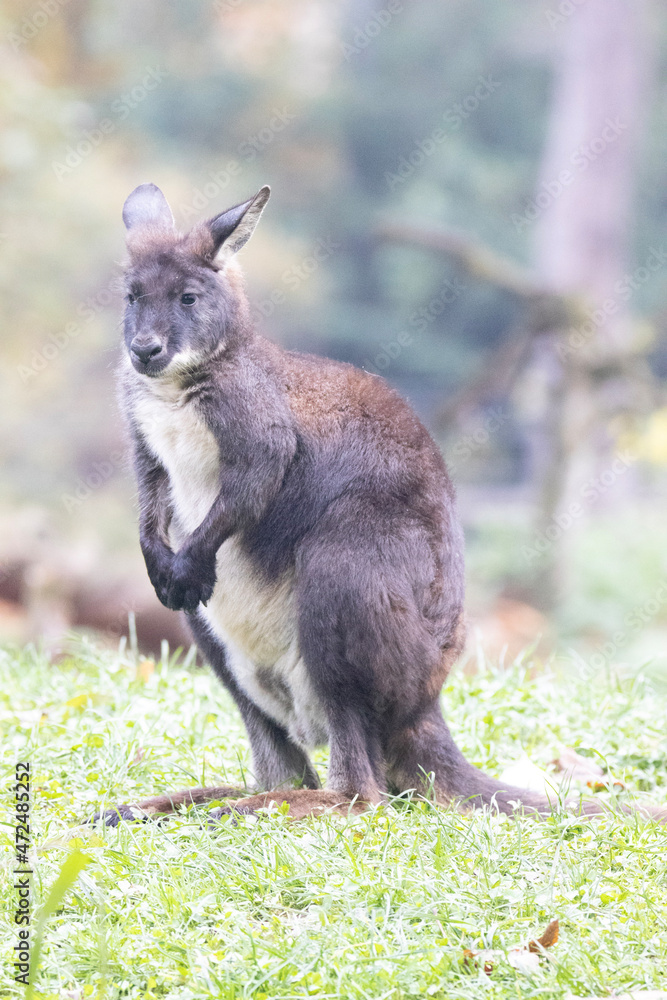 kangaroo and baby kangaroo and baby