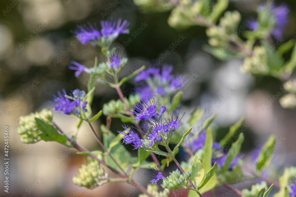 Caryopteris clandonensis bluebeard bright blue flowers in bloom, ornamental autumnal flowering plant Caryopteris clandonensis bluebeard bright blue flowers in bloom, ornamental autumnal flowering plant