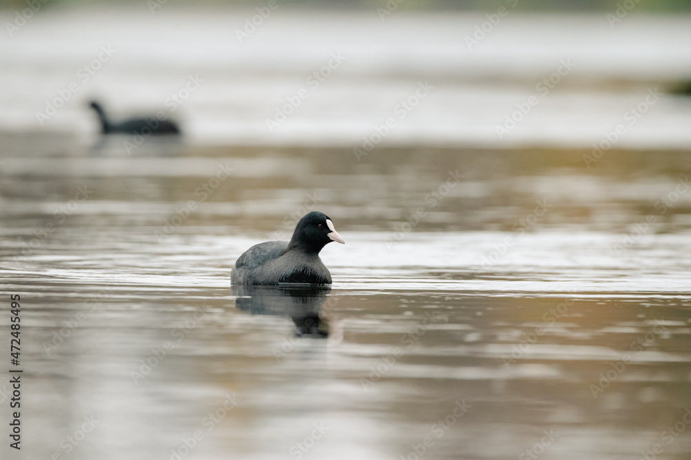 Fototapeta premium Coot swims relaxed in the water