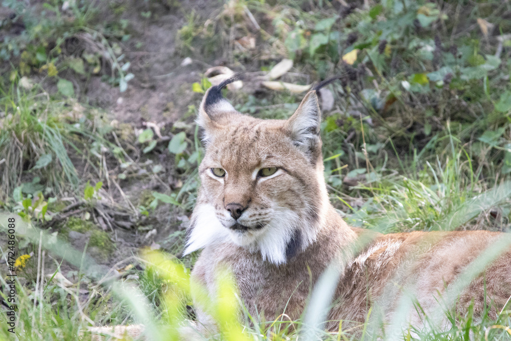 Obraz premium lynx in the grass