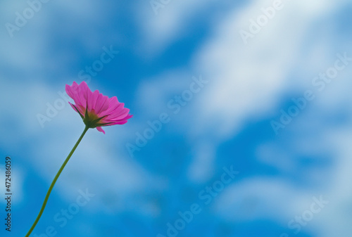 空に向かう一輪の花