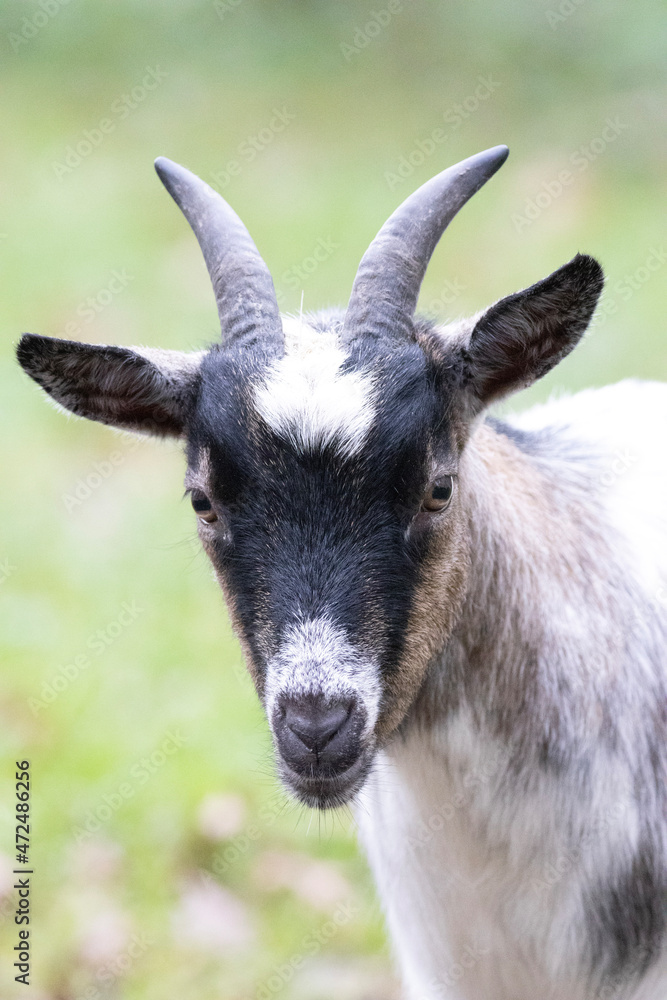 portrait of a goat