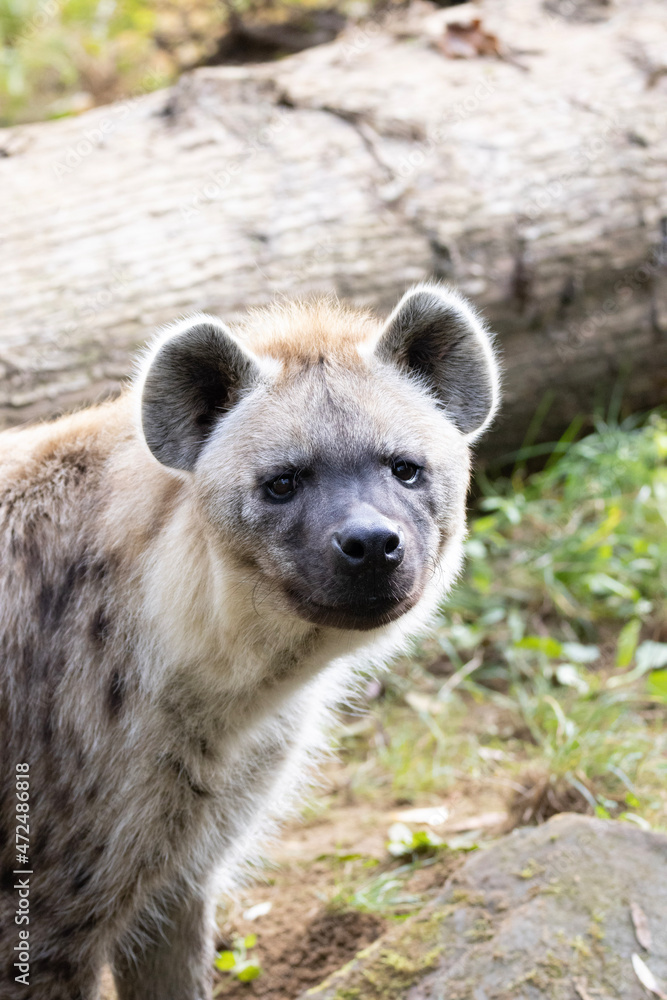 portrait of a hyena portrait of a hyena