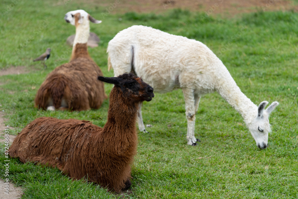 Fototapeta premium Llama