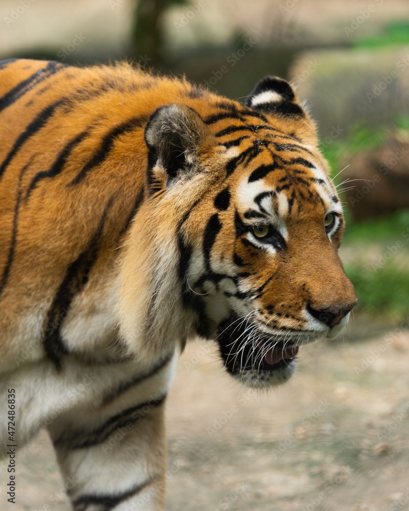Tiger Tiger