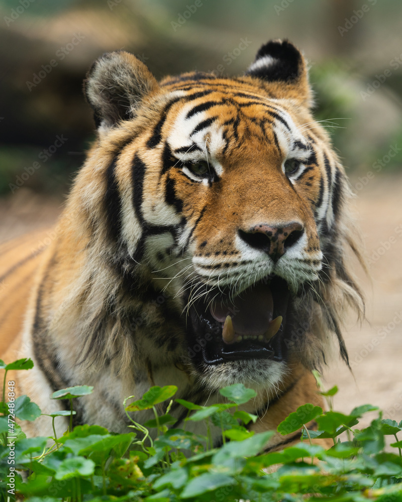 Fototapeta premium Tiger