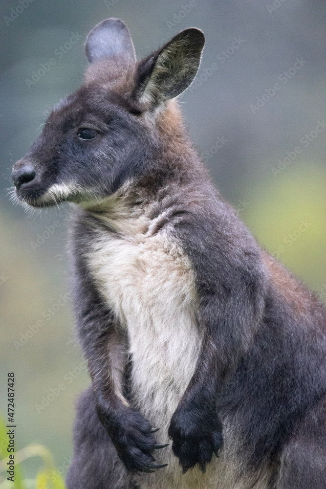 Fototapeta premium kangaroo